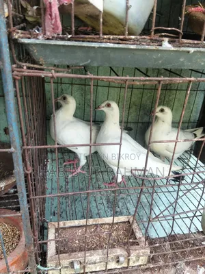 কবুতর ৬ জোড়া