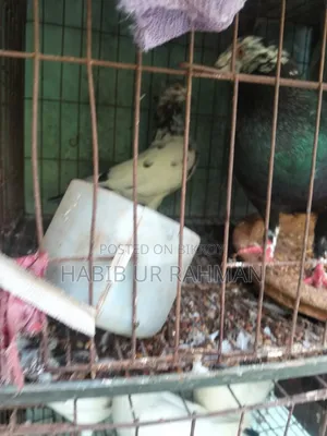কবুতর ৬ জোড়া