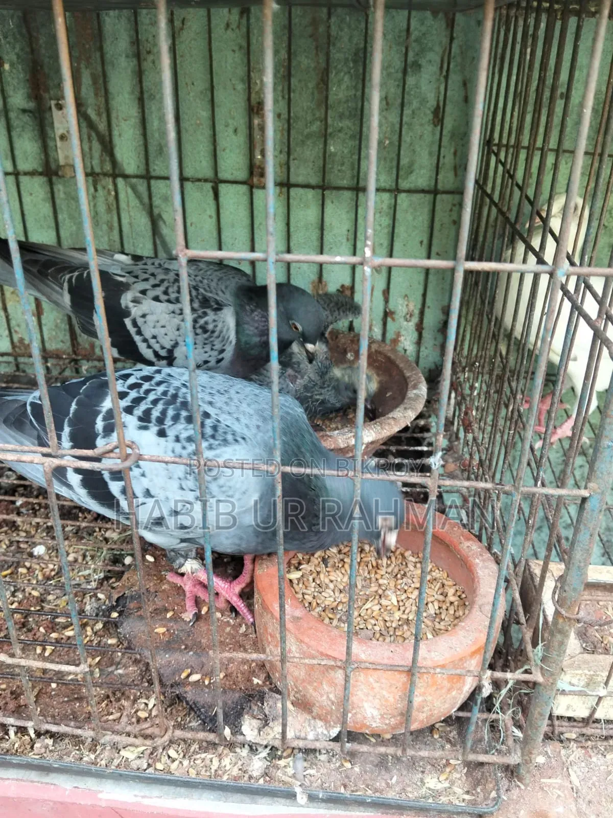 কবুতর ৬ জোড়া
