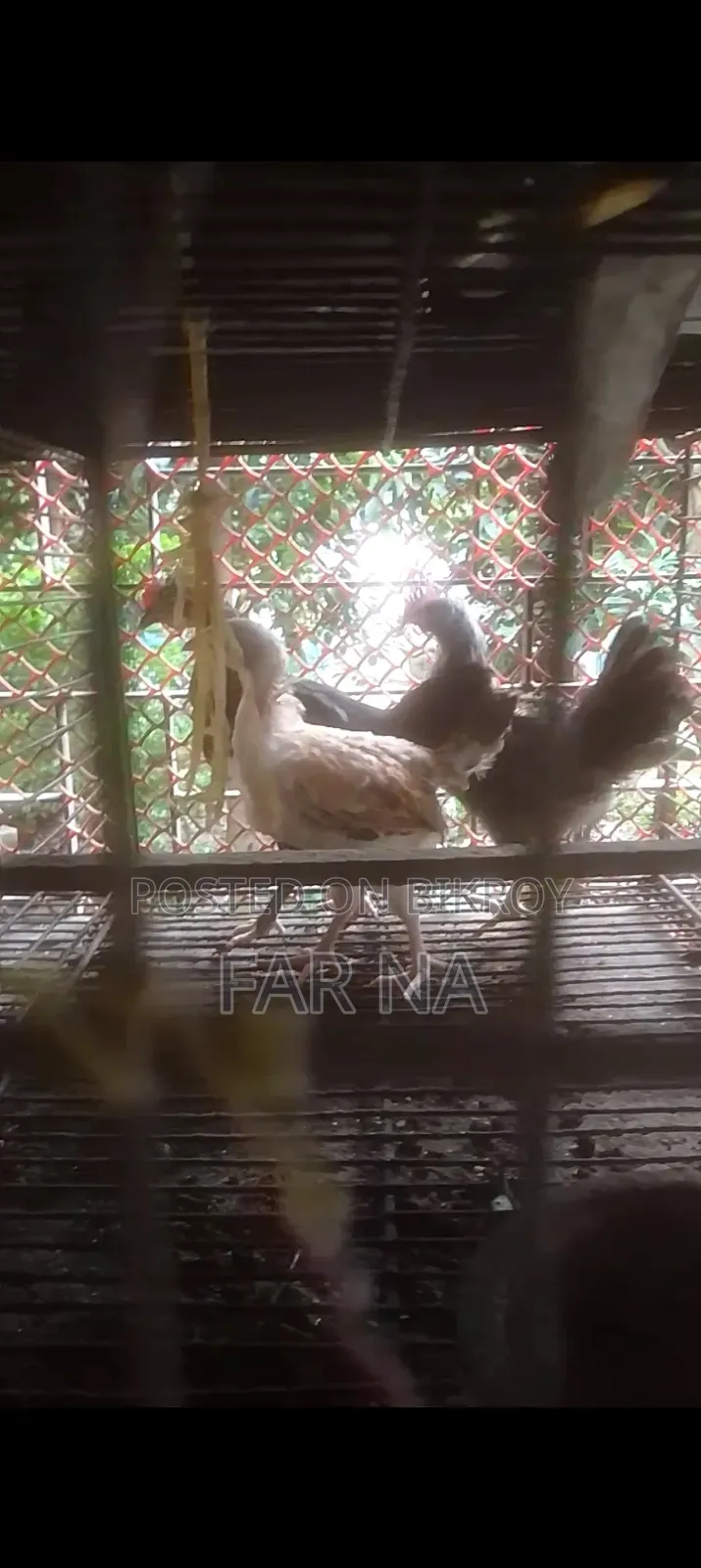 দেশি মুরগির বাচ্চা