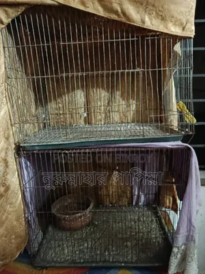 পুরাতন খাঁচা