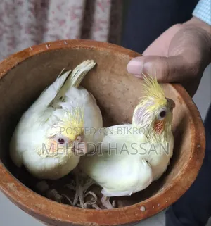 Lutino Cockatiel Baby