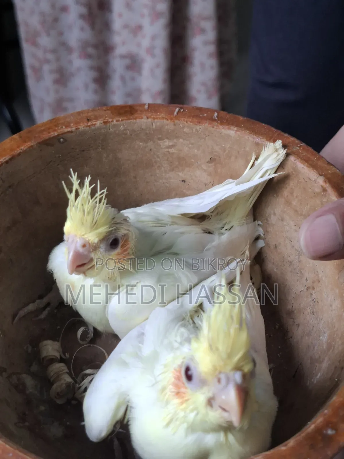Lutino Cockatiel Baby