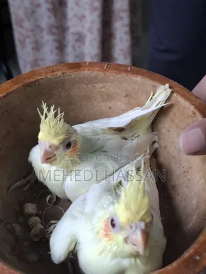 Lutino Cockatiel Baby