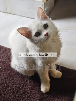 3-6 Months Female Purebred Persian