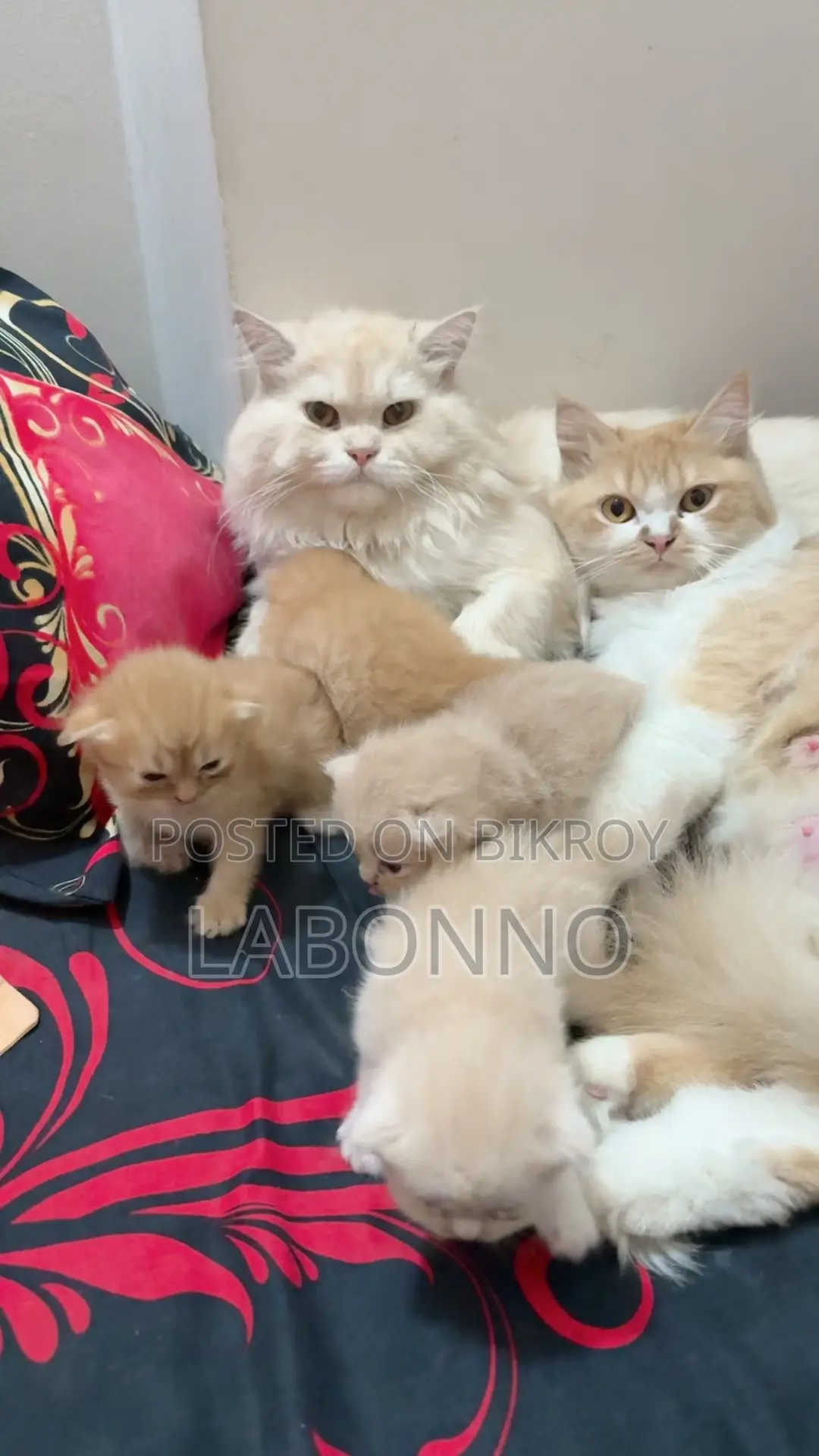 1-3 Months Male Purebred Persian
