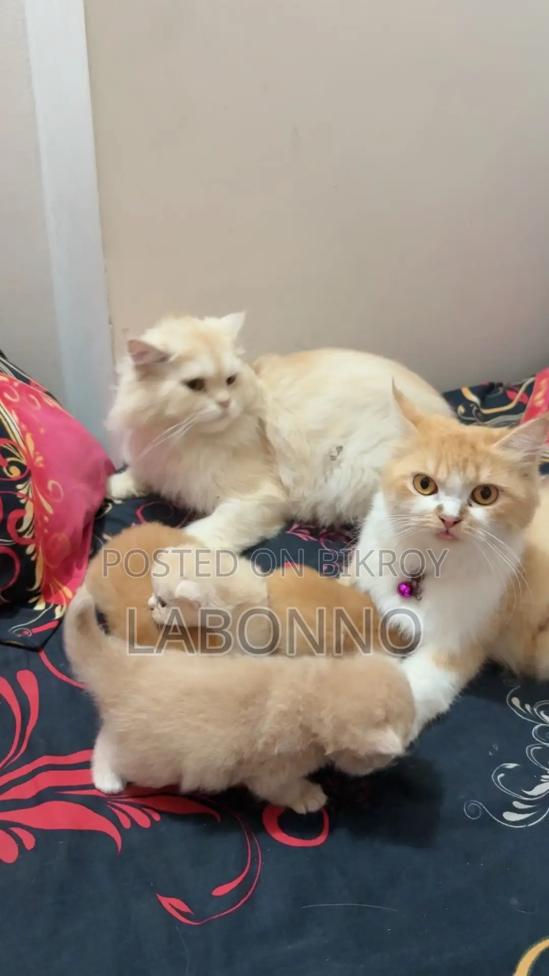 1-3 Months Male Purebred Persian