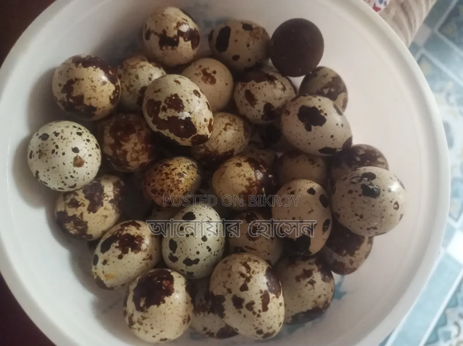 ঘরের পালা কয়েলের ডিম।বিক্রি করা হবে
