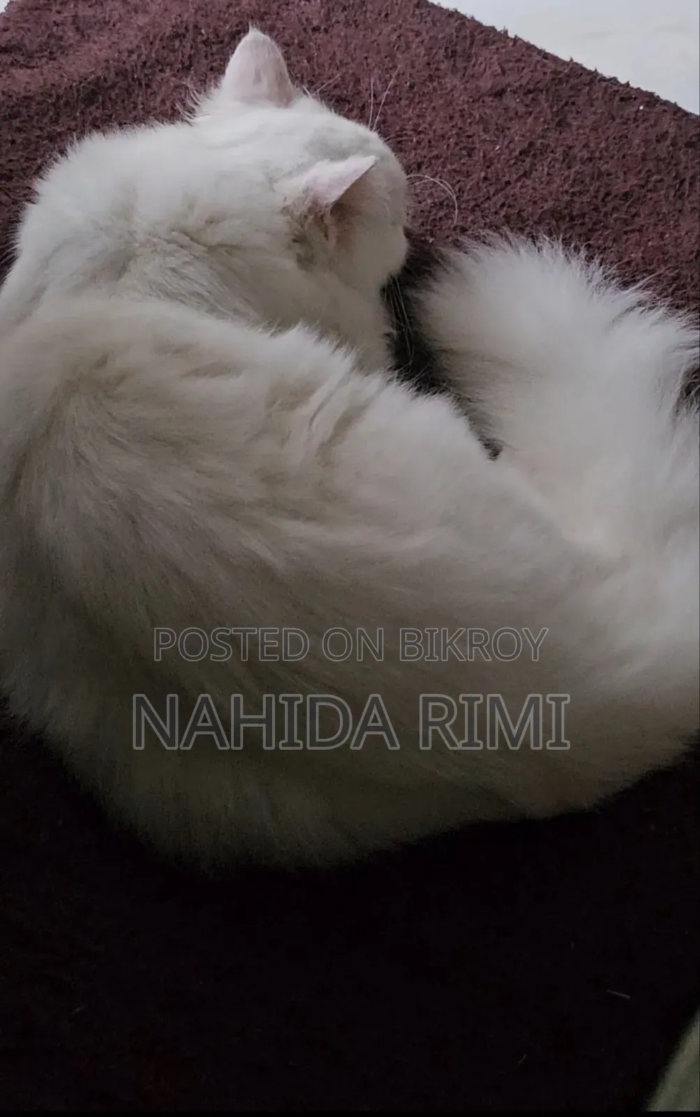 3-6 Months Female Purebred Persian