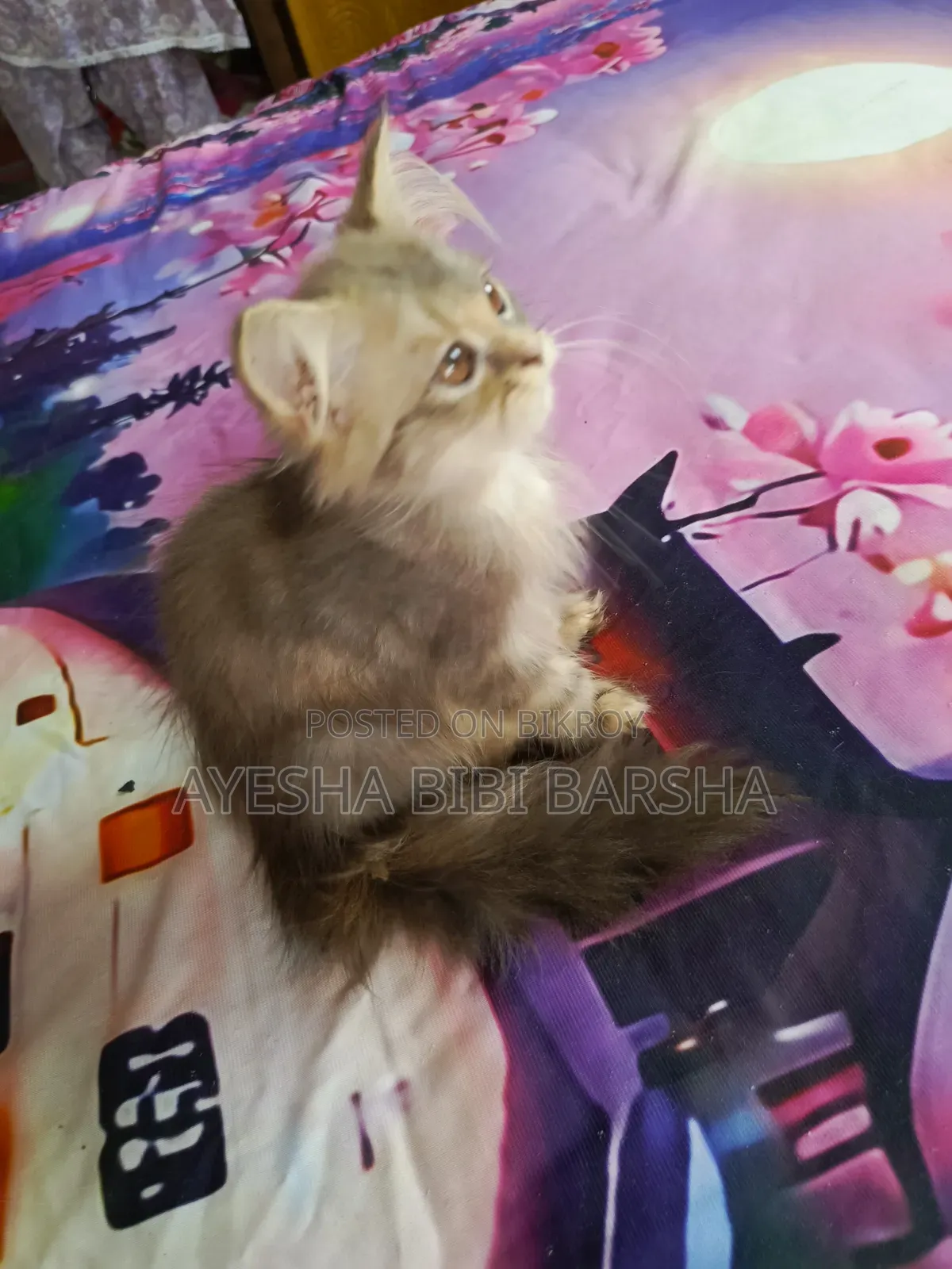 1-3 Months Female Purebred Persian