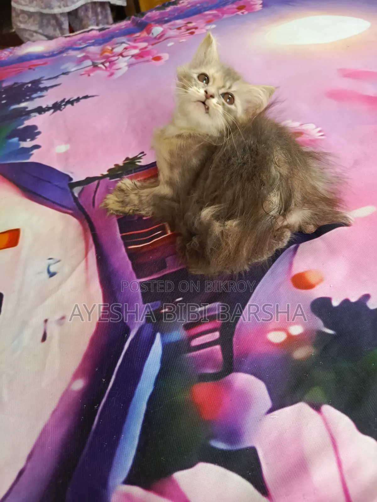 1-3 Months Female Purebred Persian