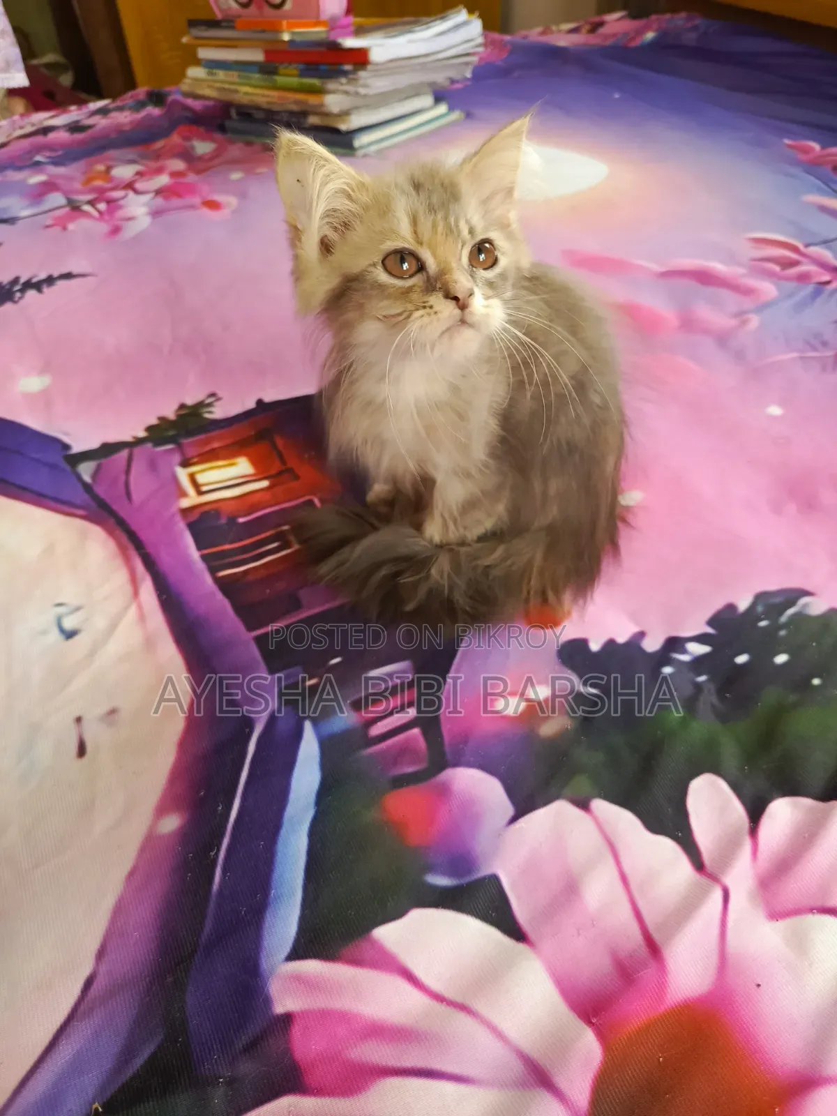 1-3 Months Female Purebred Persian