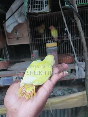 লিটনো লাভবার্ডস রেড আই চোখ