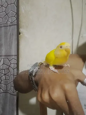 লিটনো লাভবার্ডস রেড আই চোখ