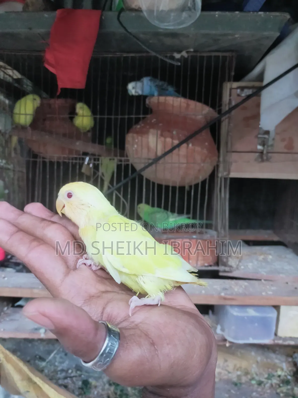 লিটনো লাভবার্ডস রেড আই চোখ