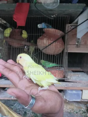 লিটনো লাভবার্ডস রেড আই চোখ