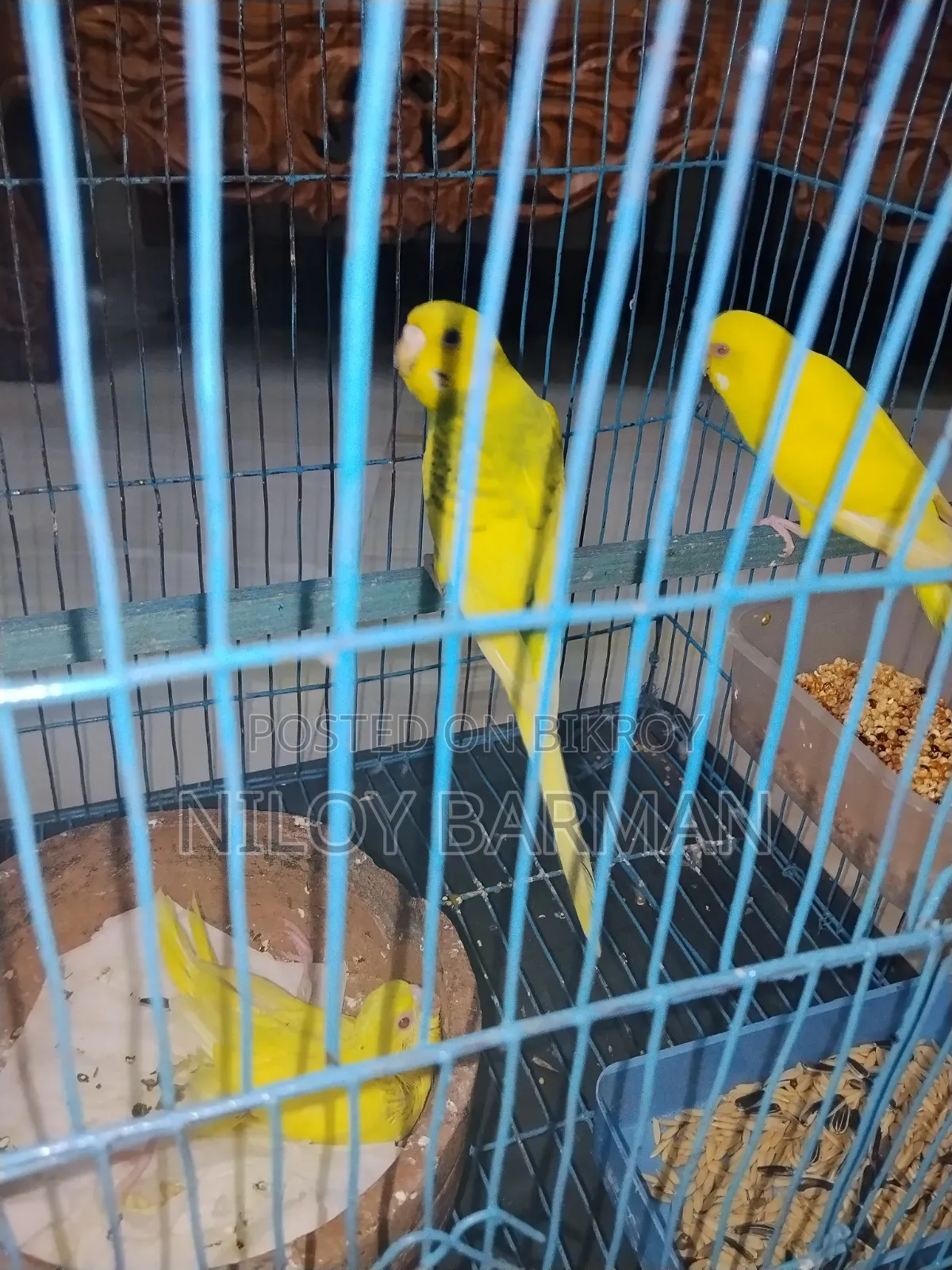 Birdgerbird