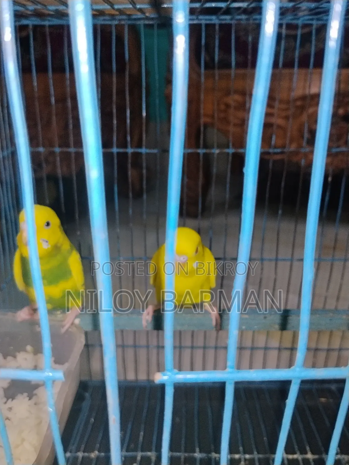 Birdgerbird