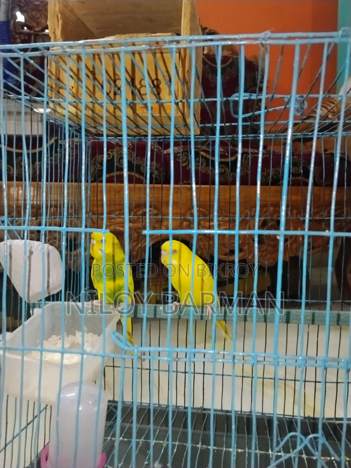 Birdgerbird