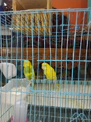 Birdgerbird