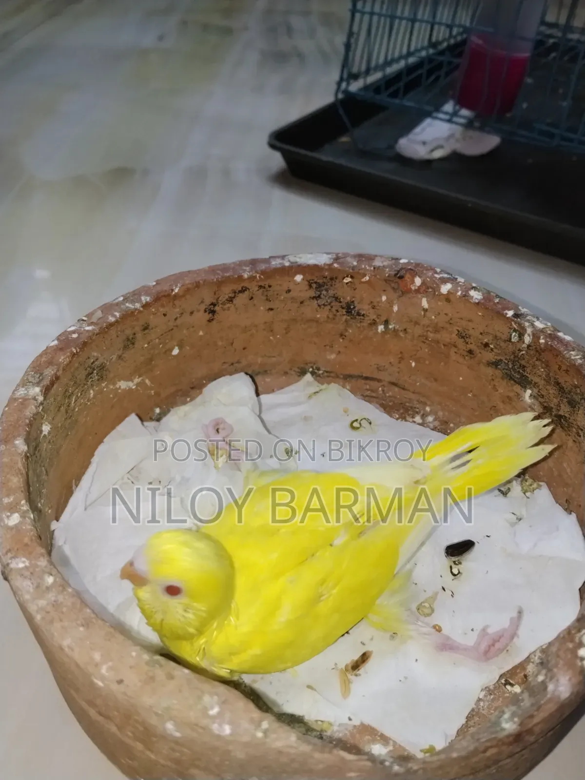 Birdgerbird