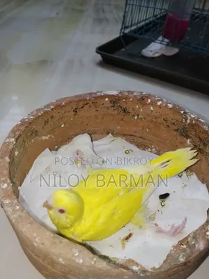 Birdgerbird