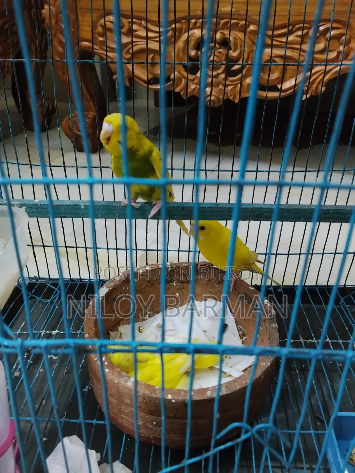 Birdgerbird