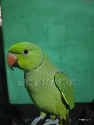 ইন্ডিয়ান রিংনেট টিয়া পাখি