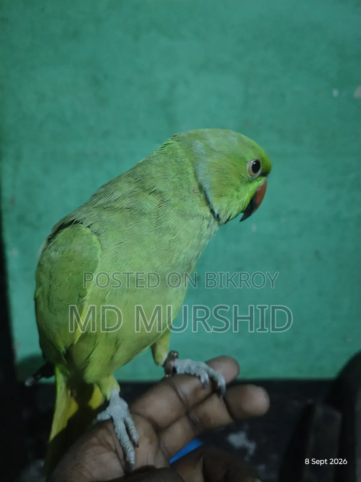 ইন্ডিয়ান রিংনেট টিয়া পাখি