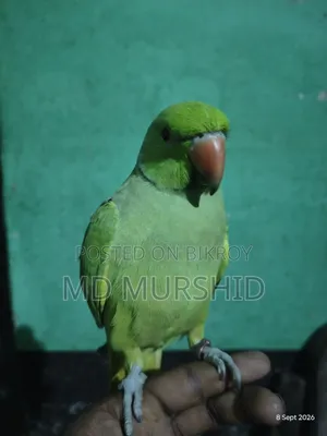 ইন্ডিয়ান রিংনেট টিয়া পাখি