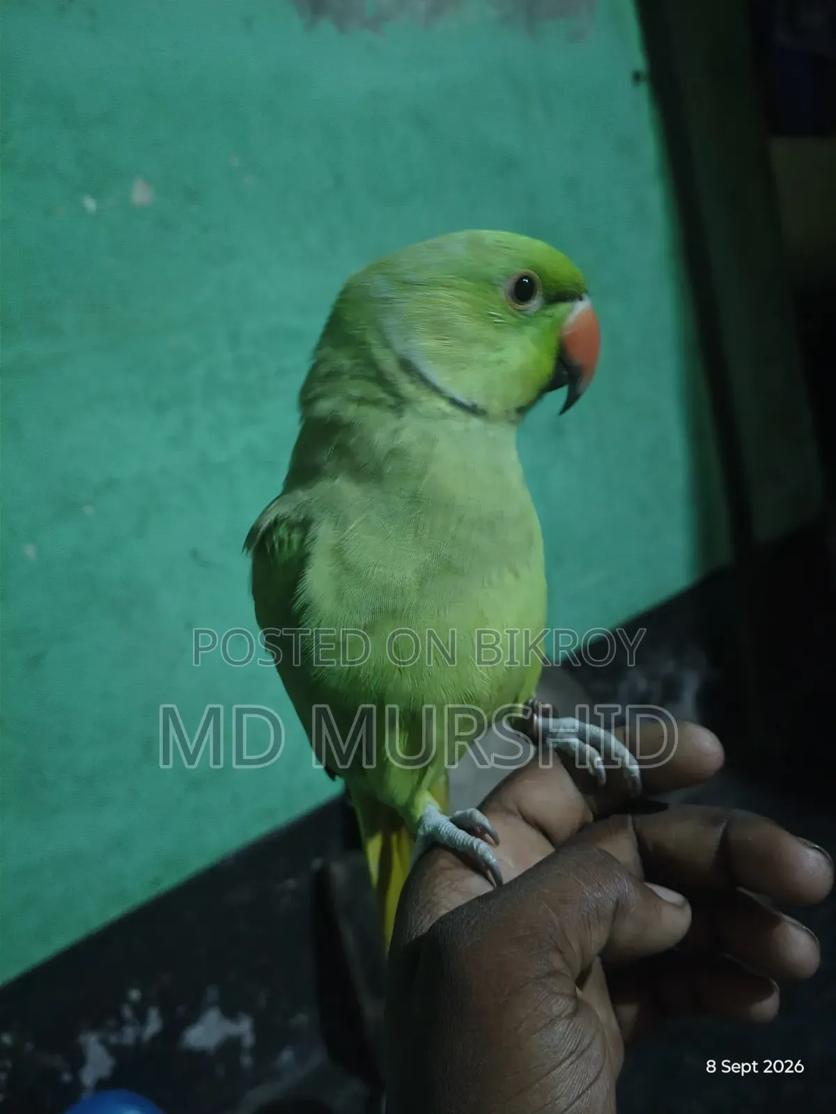 ইন্ডিয়ান রিংনেট টিয়া পাখি