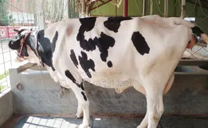 ১৬১১নং গাভী বিক্রয় হবে বেশী দুধের ।