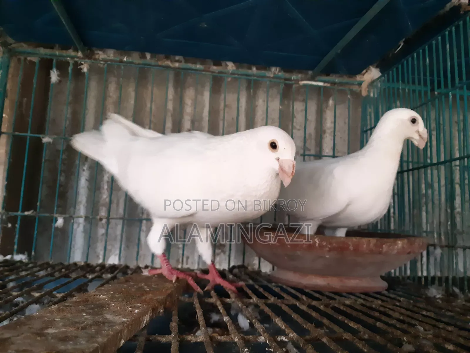 বিউটি হুমা মাস্টার পেয়ার ডিম বাচ্চা গ্যারান্টি