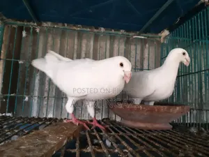 বিউটি হুমা মাস্টার পেয়ার ডিম বাচ্চা গ্যারান্টি