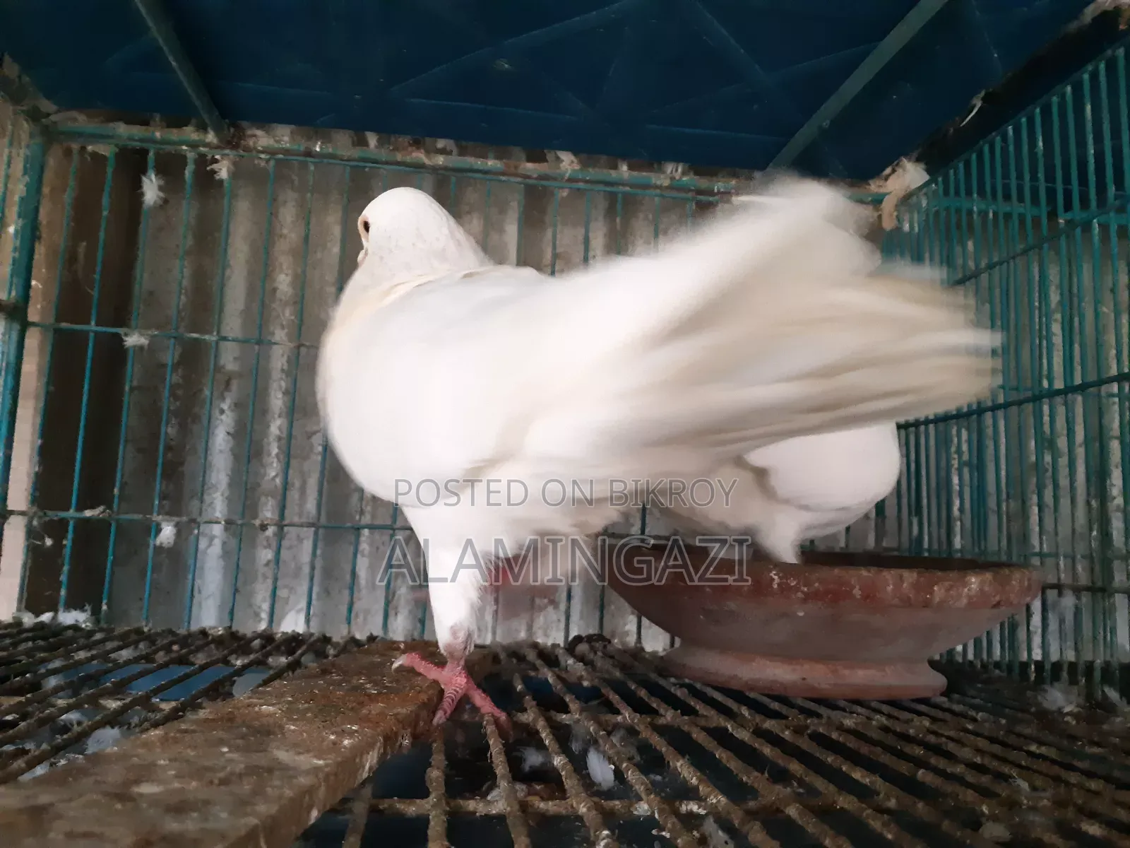 বিউটি হুমা মাস্টার পেয়ার ডিম বাচ্চা গ্যারান্টি