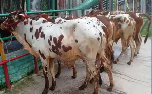 ১৬১২ নং উন্নত জাতের ৫টি এড়ে ষাঁড় বিক্রয় হবে।