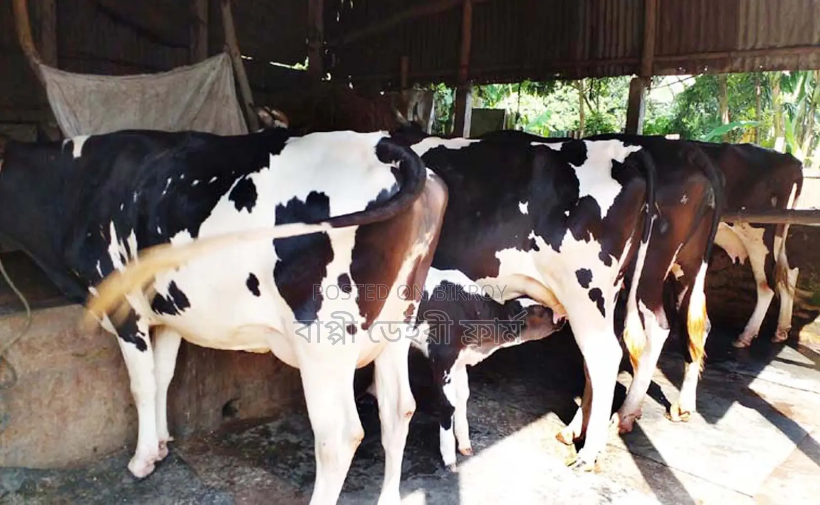 Buy 4 good quality dairy cows, serial no 1613.