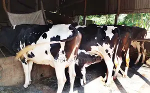Buy 4 good quality dairy cows, serial no 1613.