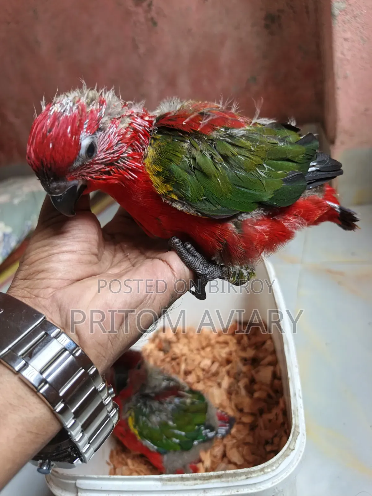 Chattering Lori Baby Pair
