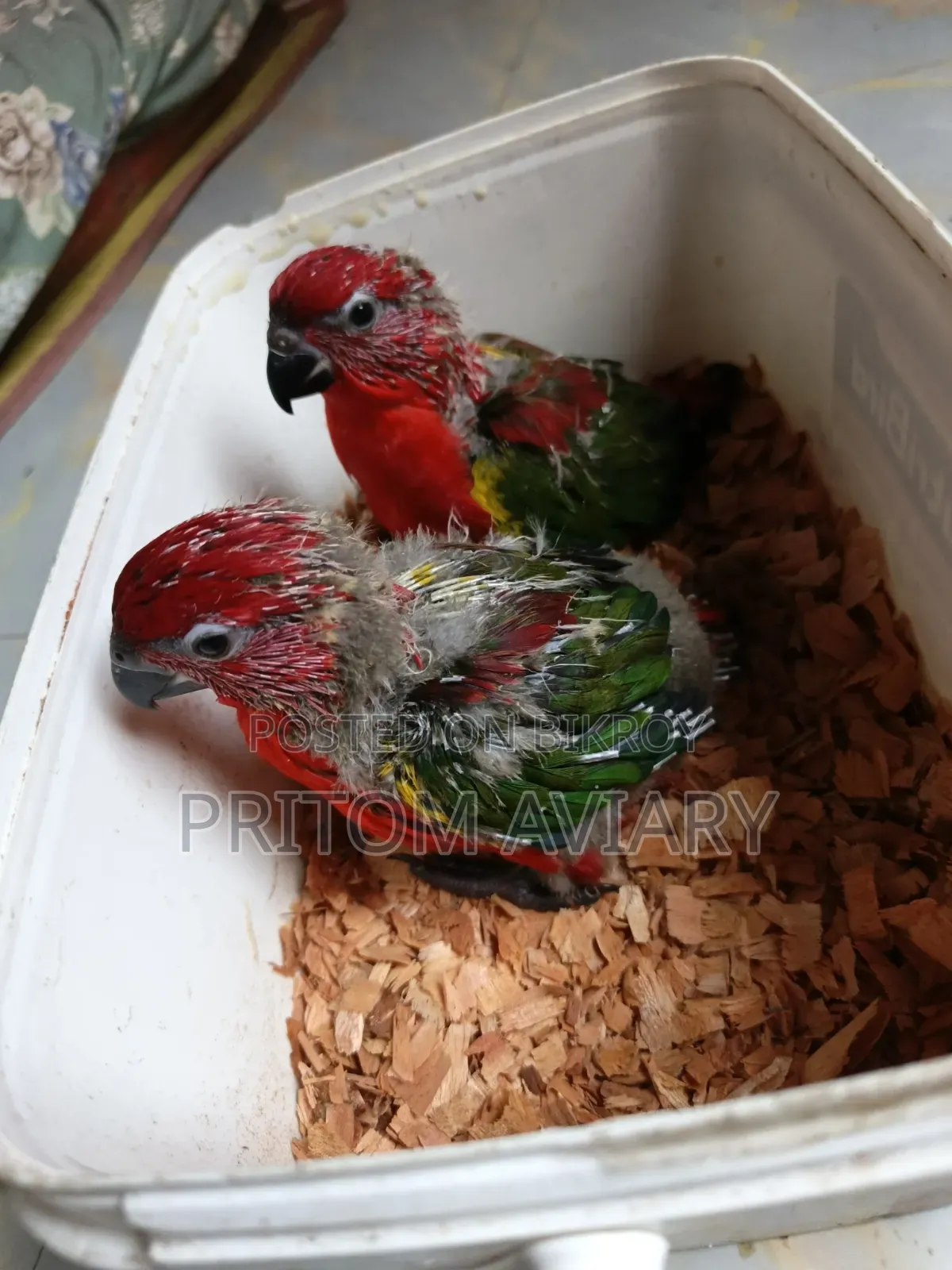 Chattering Lori Baby Pair
