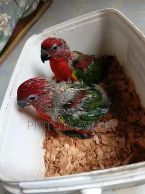 Chattering Lori Baby Pair