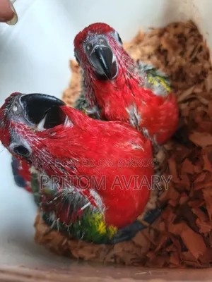 Chattering Lori Baby Pair