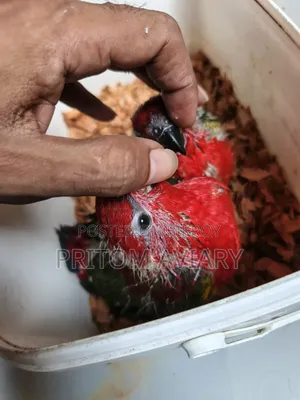 Chattering Lori Baby Pair