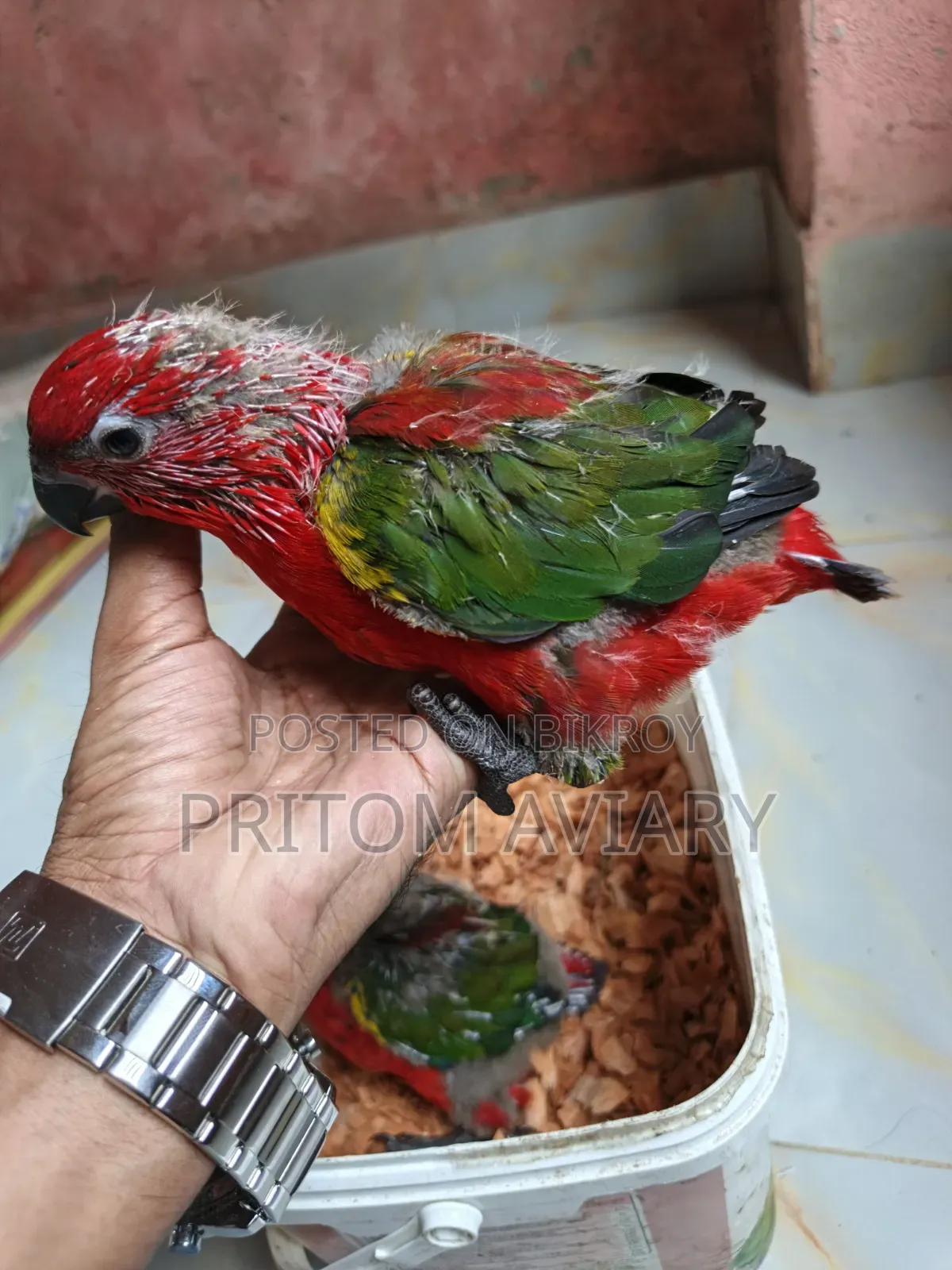 Chattering Lori Baby Pair