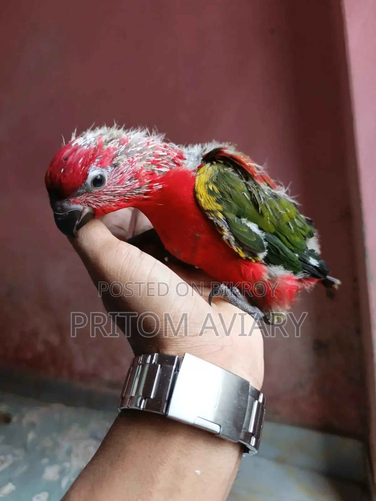 Chattering Lori Baby Pair