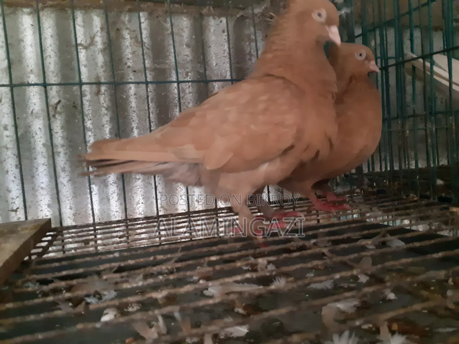 গিয়াছুলি বাঞ্জ পোস্টারিং কবুতর