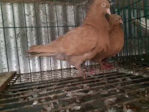 গিয়াছুলি বাঞ্জ পোস্টারিং কবুতর