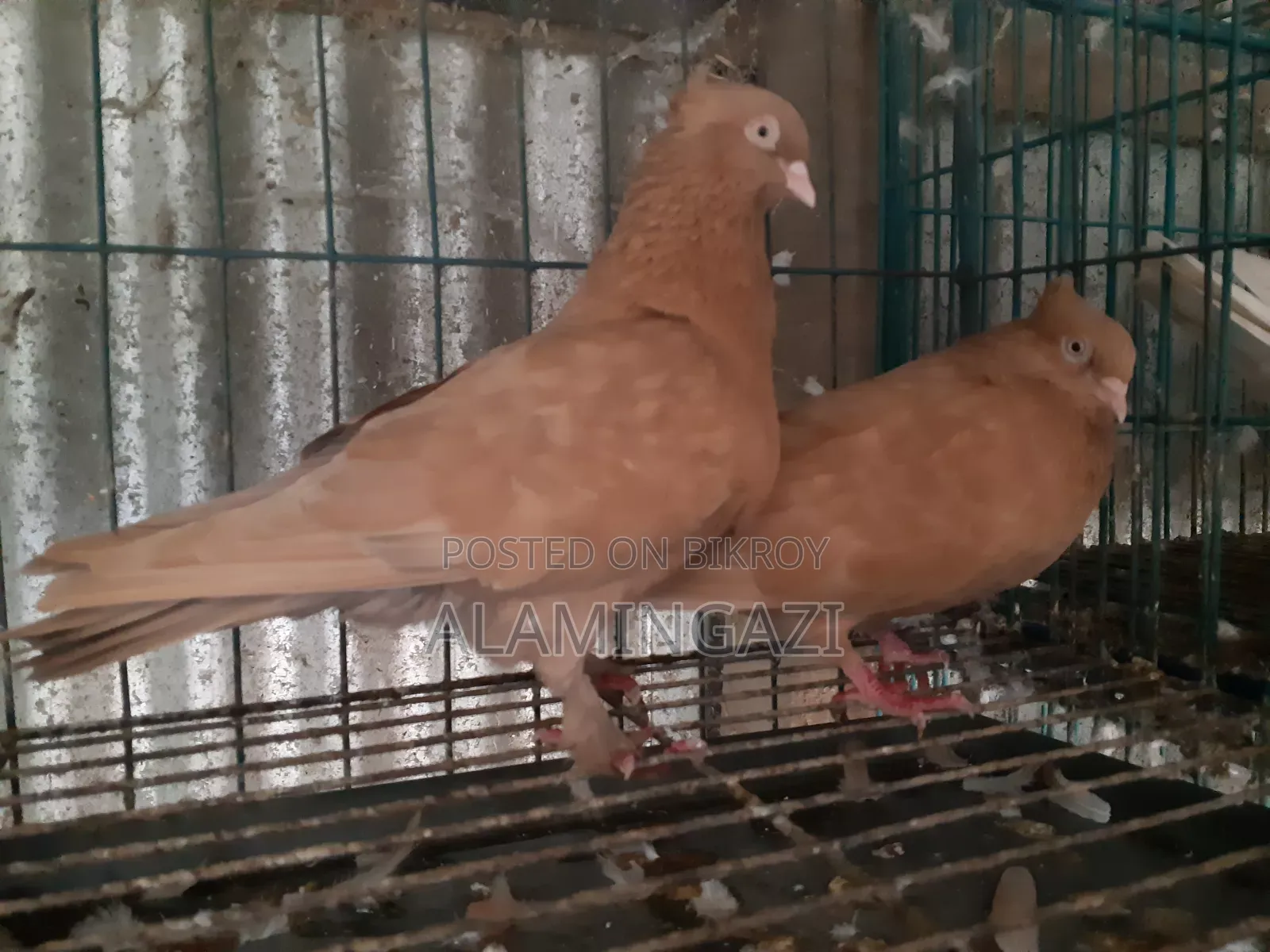 গিয়াছুলি বাঞ্জ পোস্টারিং কবুতর