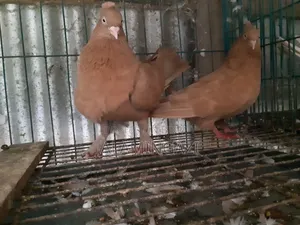 গিয়াছুলি বাঞ্জ পোস্টারিং কবুতর