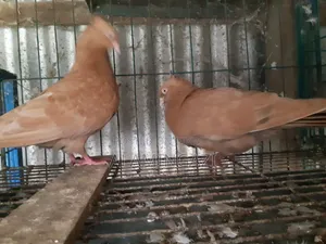 গিয়াছুলি বাঞ্জ পোস্টারিং কবুতর